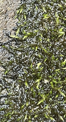 Hygroamblystegium humile