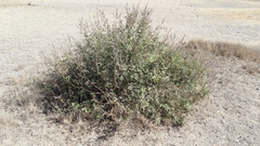 Vitex agnus-castus