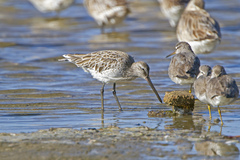 Limnodromus semipalmatus