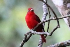 Piranga rubra