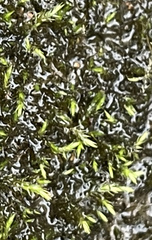 Hygroamblystegium humile