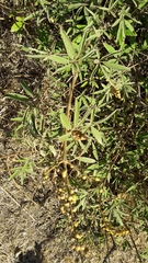 Vitex agnus-castus