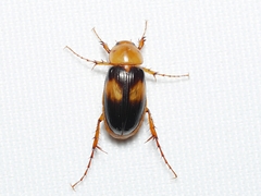 Phyllotocus bimaculatus