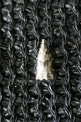 Harmologa amplexana