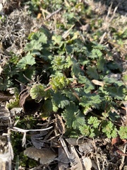 Lamium amplexicaule