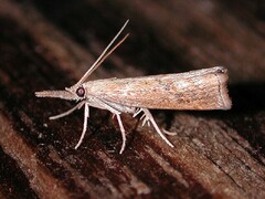 Neodactria luteolellus