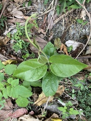 Vincetoxicum hirsutum