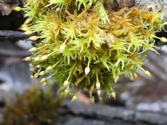 Orthotrichum consimile