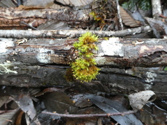 Orthotrichum consimile