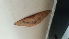 Cyclophora puppillaria