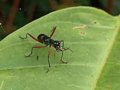 Neocollyris