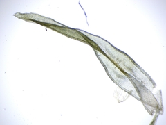 Orthotrichum consimile