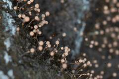 Clastoderma debaryanum