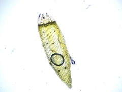 Orthotrichum consimile