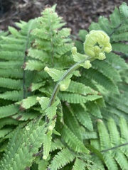 Deparia petersenii