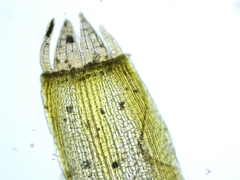 Orthotrichum consimile