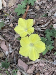 Camonea vitifolia