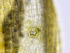 Orthotrichum consimile