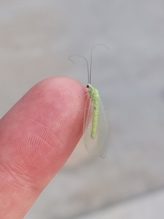 Chrysopa nigricornis