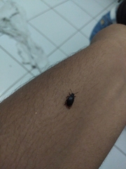 Pterygota