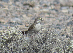 Artemisiospiza nevadensis