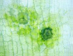 Orthotrichum consimile