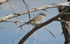 Artemisiospiza nevadensis