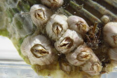 Amphibalanus venustus