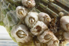 Amphibalanus venustus