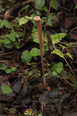 Macrotyphula fistulosa