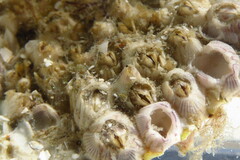 Amphibalanus venustus