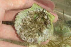 Amphibalanus venustus