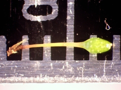Orthotrichum consimile