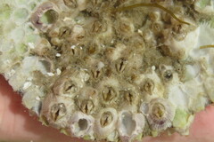 Amphibalanus venustus