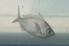 Eucinostomus gula