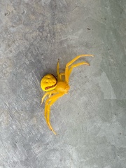 Misumenops callinurus