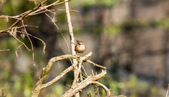 Troglodytes hiemalis