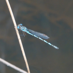 Austrolestes annulosus