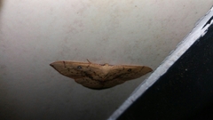 Cyclophora puppillaria