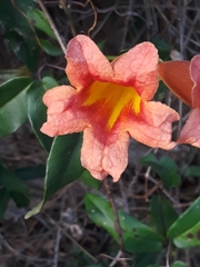Bignonia capreolata