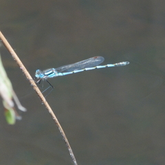 Austrolestes annulosus