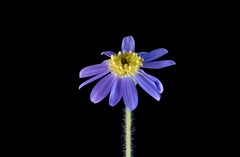 Chaetopappa asteroides