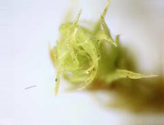 Orthotrichum consimile