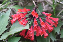 Russelia equisetiformis