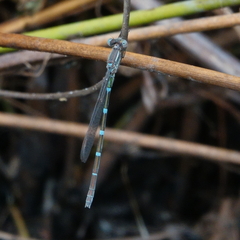 Austrolestes leda