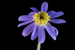 Chaetopappa asteroides