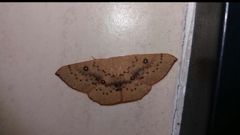 Cyclophora puppillaria
