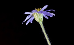 Chaetopappa asteroides