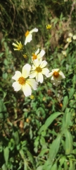 Bidens aurea