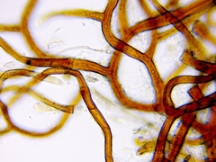 Orthotrichum consimile